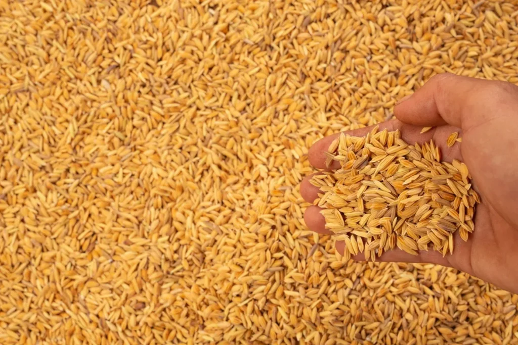 Does Khapli Atta Cause Bloating or Gas?