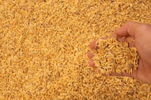 Does Khapli Atta Cause Bloating or Gas?