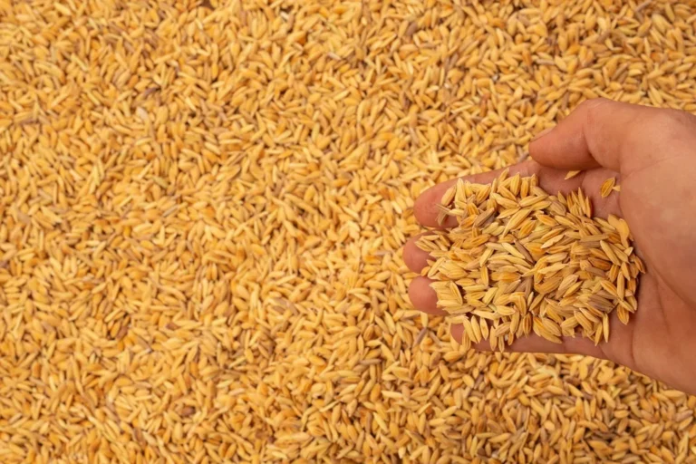 Does Khapli Atta Cause Bloating or Gas?