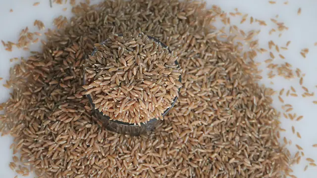 Is Khapli Wheat Completely Gluten-Free?